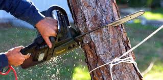 Best Tree Cabling and Bracing  in Kingfisher, OK