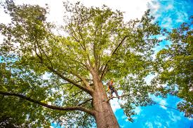 Best Emergency Tree Removal  in Kingfisher, OK