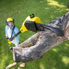 Best Hazardous Tree Removal  in Kingfisher, OK