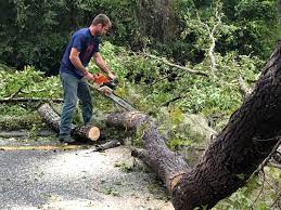  Kingfisher, OK Tree Removal Pros