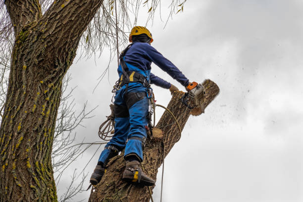 Best Tree Maintenance Programs  in Kingfisher, OK