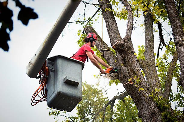 Best Tree Mulching  in Kingfisher, OK
