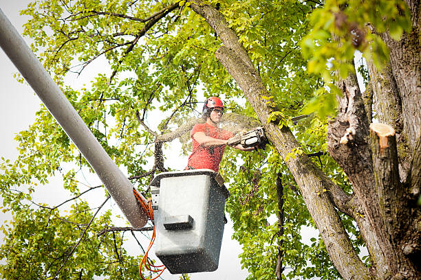 Best Tree Preservation Services  in Kingfisher, OK